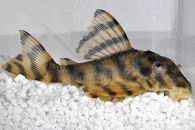 060334_Wels-L--288-Peckoltia-spec_Curua-Una-Zwergschilderwels_01