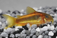 060336_Corydoras-aeneus_Metall-Panzerwels-golden-stripe_01