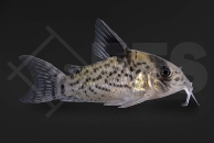 060339_Corydoras_Hoplisoma-leucomelas_Schwarzflossenpanzerwels_01