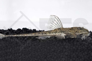 060342_Loricaria-similima_Maulbruetender-Harnischwels_01