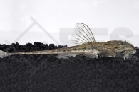 060342_Loricaria-similima_Maulbruetender-Harnischwels_01