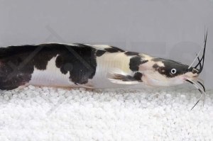 060348_Clarias-batrachus_Froschwels-marmor_01