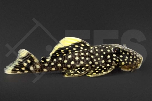 060353_Wels-L--18-Baryancistrus-spec_Orangesaum-Prachtharnischwels_01