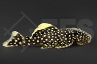 060353_Wels-L--18-Baryancistrus-spec_Orangesaum-Prachtharnischwels_01