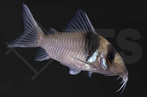 060361_Corydoras_Brochis-virginiae_C004_Miguelito Panzerwels_02