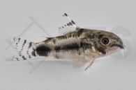 060362_Corydoras-habrosus_Marmorierter-Zwergpanzerwels_01