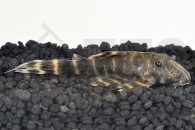 060363_Wels-L--103-Peckoltia-pulcher_Zwergharnischwels_01