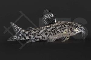 060367_Aspidoras-pauciradiatus_Gefleckter-Zwerg-Panzerwels_01