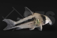 060373_Corydoras-axelrodi_Axelrods-Panzerwels_01