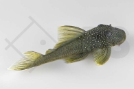 060382_Wels-L--200-Hemiancistrus-subviridis_Gelber-Phantomwels_01