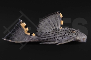 060389_L91_Leporacanthicus-triactis_Orangensaum-Ruesselzahnwels_01