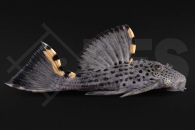 060389_L91_Leporacanthicus-triactis_Orangensaum-Ruesselzahnwels_01