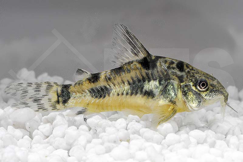 060037_Corydoras-paleatus_Marmorierter-Panzerwels_01