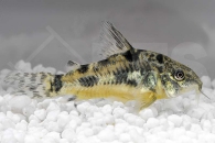 060037_Corydoras-paleatus_Marmorierter-Panzerwels_01