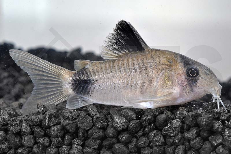 060038_Corydoras-panda_Panda-Panzerwels_01