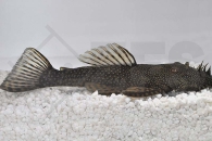 060390_Wels-L--180-Ancistrus-spec_Flacher-Weisspunkt-Antennenwels_01