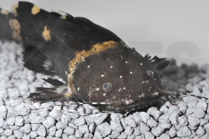 060396_Pseudopimelodus-raninus_Frosch-Fettwels_01