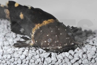 060396_Pseudopimelodus-raninus_Frosch-Fettwels_01