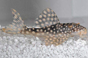 060399_Wels-L--48-Scobinancistrus-spec_Gefleckter-Pfauenharnischwels_01