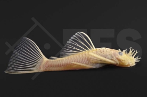 060400_Wels-L144_Ancistrus_spec_Gelber-Antennwels_02