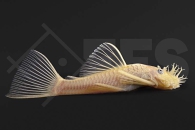 060400_Wels-L144_Ancistrus_spec_Gelber-Antennwels_02