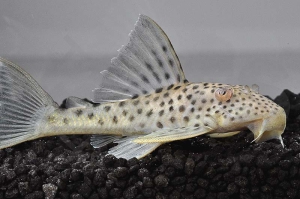 060417_Wels-L--141-Ancistomas-snethlageae_Weisssaum-Trugschilderwels_01