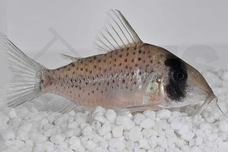 060484_Corydoras-sychri_SychrI-Panzerwels_01