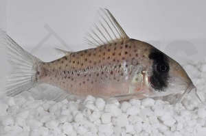 060484_Corydoras-sychri_SychrI-Panzerwels_01