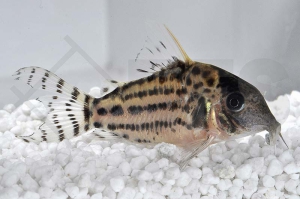 060490_Corydoras-incolicana-white-fin_01