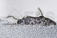 060492_Synodontis-soloni_Scherenschwanz-Fiederbartwels_01