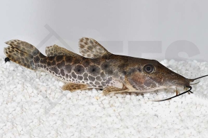 060493_Auchenoglanis-occidentalis_Giraffenwels_01