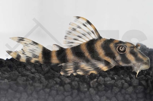 060496_Wels-L--15-Peckoltia-cf-vittata_Gestreifter-Zwergschilderwels_01