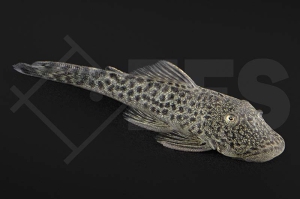 060498_Wels-L148_L276_Chaetostoma-spec-spotted_01