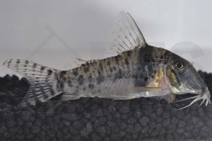 060500_Corydoras-orcesi_01