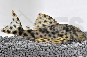 060501_Wels-L-6-Peckoltia-oligospila_Punktierter-Zwergschilderwels_01