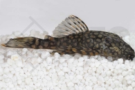 060502_Wels-L--309-Ancistrus-spec_Grossmaul-Antennenwels_01