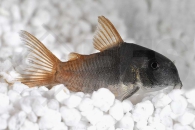 060503_Corydoras-concolor_Einfarbiger-Panzerwels_01