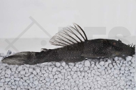 060504_Wels-L--100---LDA75-Ancistrus-spec_Puderflecken-Antennenwels_01