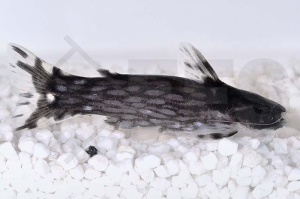 060505_Tatia-intermedia_Weisspunkt-Trugdornwels_01