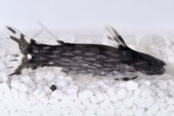 060505_Tatia-intermedia_Weisspunkt-Trugdornwels_01