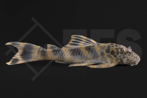 060514_L387_Ancistomus-spec_Pracht-Zwergschilderwels_01