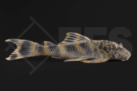 060514_L387_Ancistomus-spec_Pracht-Zwergschilderwels_01