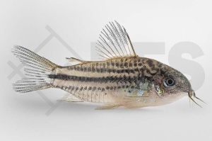 060529_Corydoras-nanus_Nanus-Panzerwels_01