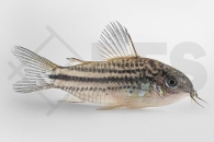 060529_Corydoras-nanus_Nanus-Panzerwels_01