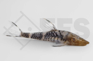 060535_Nannopotopoma-spec-Peru_Orange-Zebra_Otocinclus_01