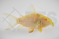 060537_Corydoras-sterbai_Sterbas-Panzerwels-albino_01