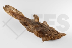 060566_Chaca-bankanensis_Froschmaulwels_01