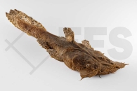 060566_Chaca-bankanensis_Froschmaulwels_01