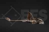 060576_Loricaria-spec-Rio-Atabapo_Zuegelstrich-Hexenwels_01