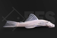 060583_Wels-L144_Ancistrus-spec_Antennenwels_snowwhite_01